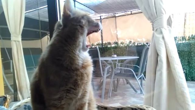Yawning cat (slow motion/ BQ AQUARIS X5) смотреть онлайн