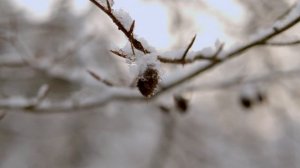6621144-uhd_4096_2160_25fps