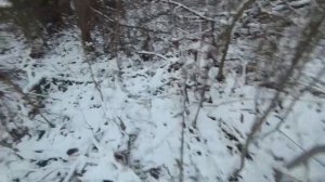 Охота на бобров с капканами осенью. Вторая проверка капканов.