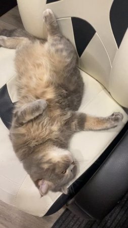 Кот отдыхает