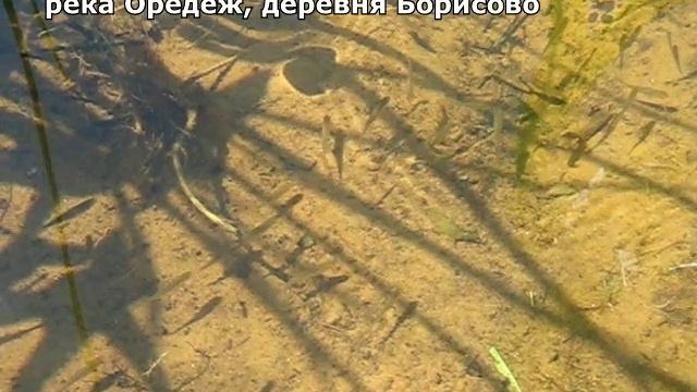 Рыбёшки.