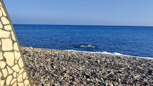 Купайся, закаляйся с мобильной баней Мобиба  28 января 2024 г.