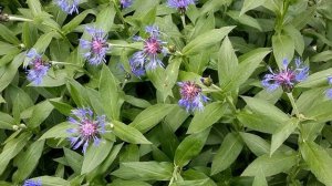 Игорь Северянин  Дороже всех #стихиолюбви #философскаялирика  #поэтыCеребряноговека