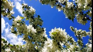 Кайсын Кулиев  Стихи, сказанные будущему #стихиобудущем#поэты20века#балкарскийсоветскийпоэт