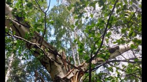 Франческо Петрарка.  Нет, не любовь!   Но что тогда со мною   #стихиолюбви #зарубежнаялитература