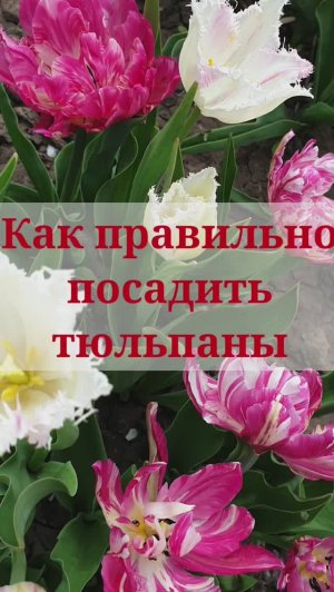 Как правильно посадить тюльпаны?