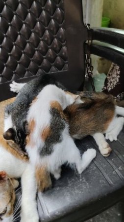 Милые котятки