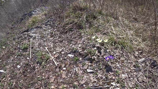 Первоцветы смотреть онлайн