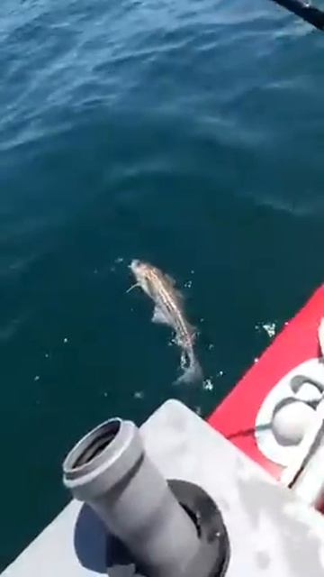 Первый в жизни минтай!