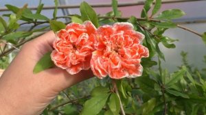 Гранат "Легрелле" \ Punica granatum "Laqrelliae".