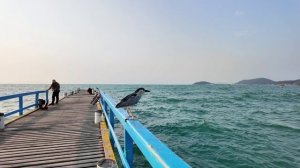 12348278_3840_2160_30fps