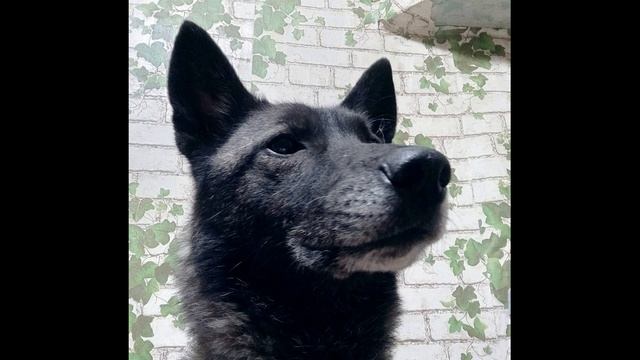 В  Берестов  Знакомый #стихидлядетей #поэты20века