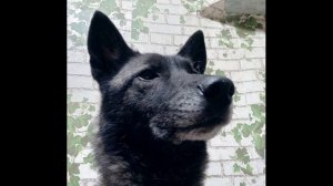 В  Берестов  Знакомый #стихидлядетей #поэты20века