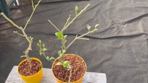 Консультации по уходу за цитрусовыми