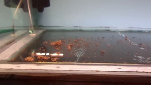 Зачем мыть руки в аквариуме?