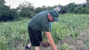 Ура, дождались! Ялтинский лук вырос! Жизнь в селе.