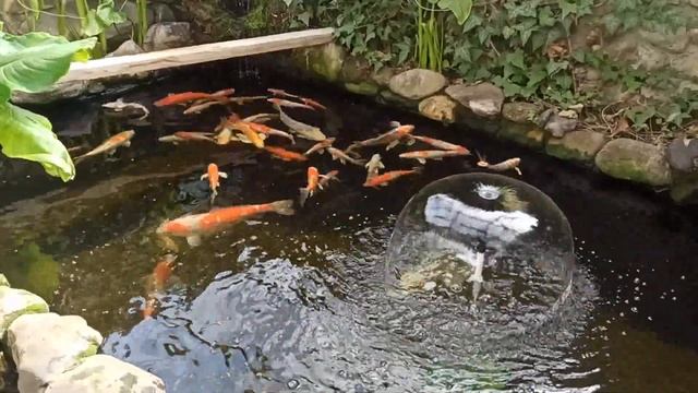 Карпы кои. смотреть онлайн