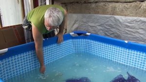 Разведение карпов Кои.