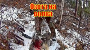 Охота на волка