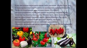 Благоприятные дни для посадки растений на февраль 2025 года