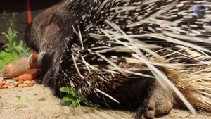 Пятки дикобраза. В МИРЕ ЖИВОТНЫХ! ДИКОБРАЗ. Porcupine.