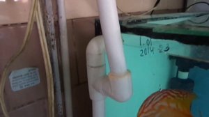 Протока в коммуникации дискусов.