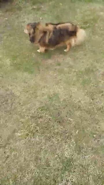 Самая злая собака в мире 🐕🐕🐕 смотреть онлайн