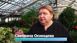 (21.01.2025) Отдохнувшие растения в  городской оранжерее приступили к цветению и плодоношению