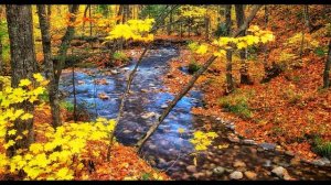 Н  Клюев  Я люблю цыганские кочевья #стихиоприроде #стихиобосени  #поэтысеребряноговека