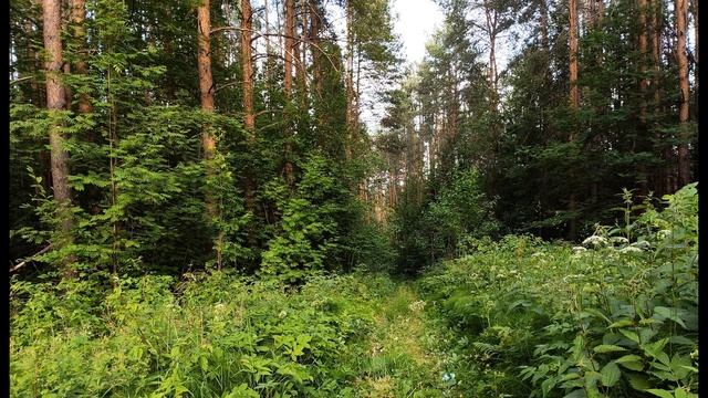 М  Цветаева  Наши царства #стихиодетстве #поэтысеребряноговека