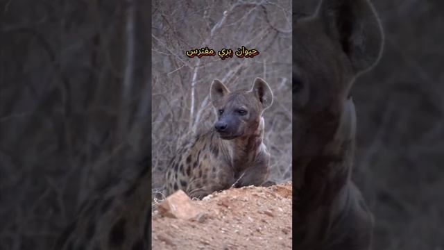 اقوي عضة حيوان بري مفترس 😲