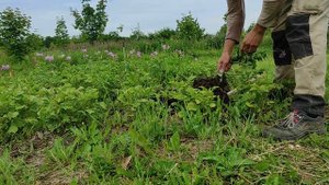 Ажур картофель чернозем Суздаль 80дней