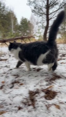 Привет, бабуль! Гуляем с котом #shorts