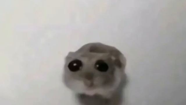 10 минут грустный хомяк грустит