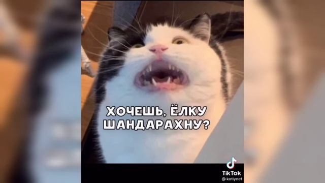 Песня про новый год од котика (#2)