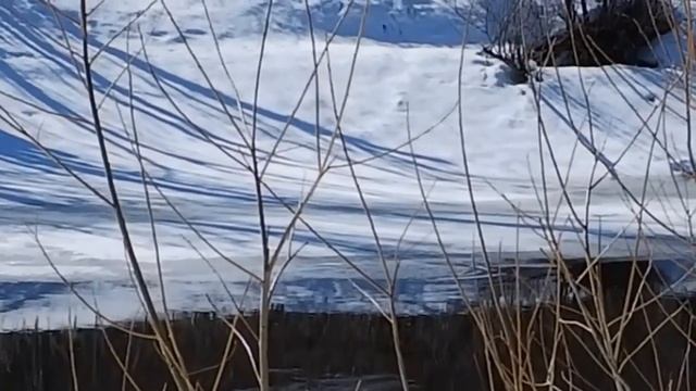 Поведение и охота НОРКИ в природе