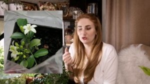 Почему стоит завести дома МУРРАЙЮ! Самое ЦЕЛЕБНОЕ растение - "Дерево японских императоров"!