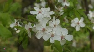 Почувствуйте дыхание весны под красивую расслабляющую музыку🌸 Исцелитесь изнутри, снимите стресс