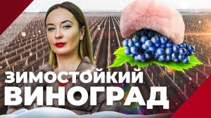 Виноград для Севера / Как в Волгограде появился устойчивый сорт?