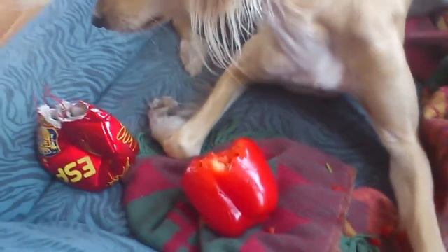 Anja koser seg med paprika..nam..nam..nam смотреть онлайн