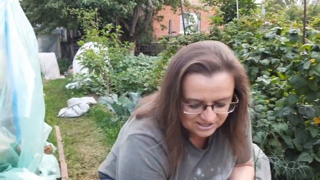 Выращиваю рассаду крупноплодной земляники с закрытой корневой системой.