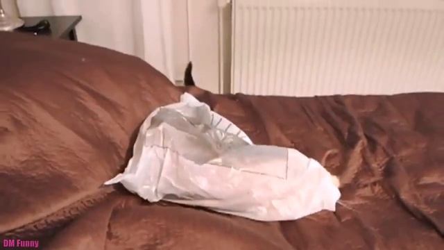 Пластиковый пакет с сюрпризом смотреть онлайн