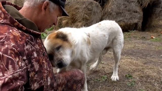 Как кот и собаки алабаи Бажениты стерегут фураж и сеновал смотреть онлайн