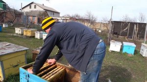 Первое расширение пчел: Не спешите рвать гнездо.