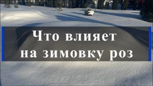 Что влияет на зимовку роз