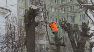 В округе приступили к  кронированию деревьев