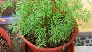 Как выращивать укроп на подоконнике