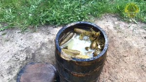 Огурцы в бочке зимуют в пруду, старинный способ.