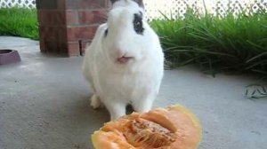 Можно ли кроликам дыню