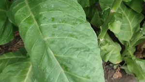 Обзор сорта табака Вирджиния Арома